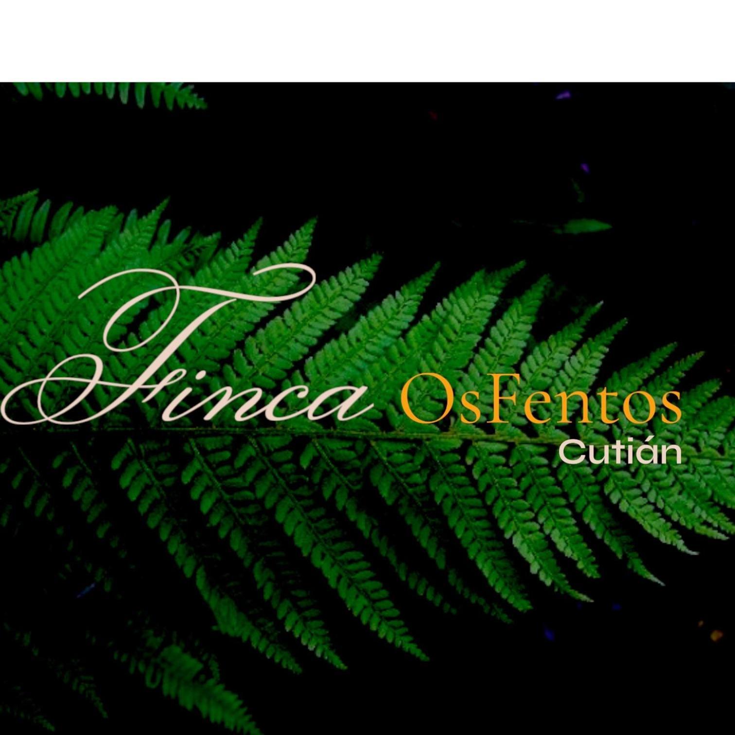 Bed and Breakfast Os Fentos Понтеведра Экстерьер фото